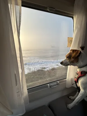 26-05-voyages-avec-chien-silfverberg-hg Mail, la chienne, regarde la mer par la fenêtre du camping-car.