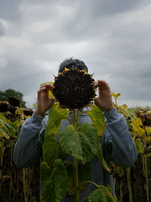 Dossier « Dépendance » Un adolescent dans un champ de tournesols s'exprime sur le thème de la dépendance