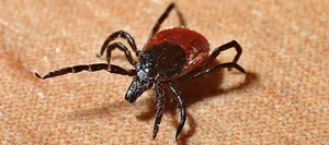 Tick_Pixaby_HL Tips against tick bites