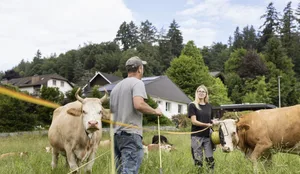 A teenager is trying out life on a farm A teenager is trying out life on a farm