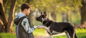 a boy with a dog walks in the park on a sunny spring evening, sits on the grass, the dog obeys the order give a paw. Friendship of man and animal, healthy lifestyle. Hunde helfen Jugendlichen
