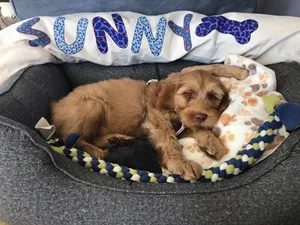 Sunny-im-Ko_rbchen Hund statt noch ein Kind?