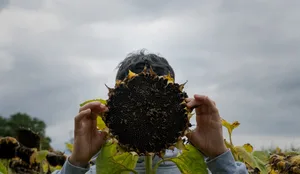 Dossier Sucht Jugendlicher auf einem Sonneblumenfeld spricht über das Thema Sucht