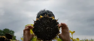 Dossier Sucht Jugendlicher auf einem Sonneblumenfeld spricht über das Thema Sucht