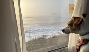 26-05-hund-reisen-silfverberg-hg Hündin Mail blickt durchs Wohnmobilfenster aufs Meer.