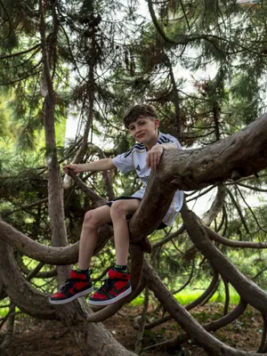 Dossier sur l’autorité Une nouvelle autorité : des élèves perchés dans un arbre