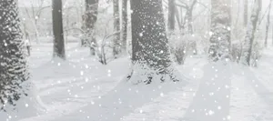 21_12_Fritschi_header_rp