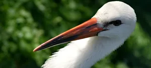Stork_symol_image_L childless at the parents' magazine