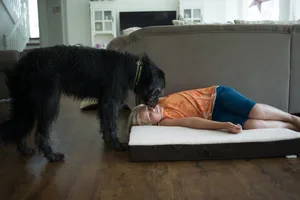 Chien d’accompagnement de l’autisme_un_baiser_d’accueil_de_Cola_pour_Joel-scaled Cola est le chien d'accompagnement de Joël pour l'autisme