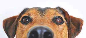 Header_welcher_Hund_passt_zu_unserer_Familie Ein Mischlingshund guckt in die Kamera: Welcher Hund passt zu unserer Familie?