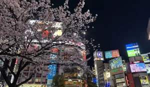 26-06-Japan-Reise-schweizer-elternmagazin-hg Japan, Shibuya Kreuzung: Reise mit Teenagern